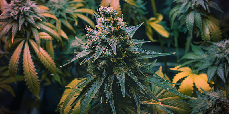 Płukanie przed zbiorem (znane także jako ostateczne płukanie)