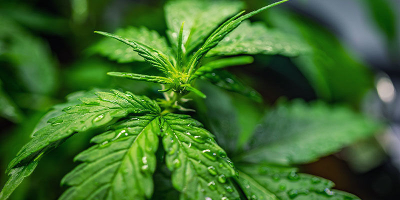 Przejście z fazy wzrostu do kwitnienia (opcjonalne)