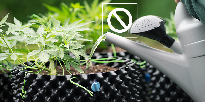 Kiedy nie należy przepłukiwać marihuany?