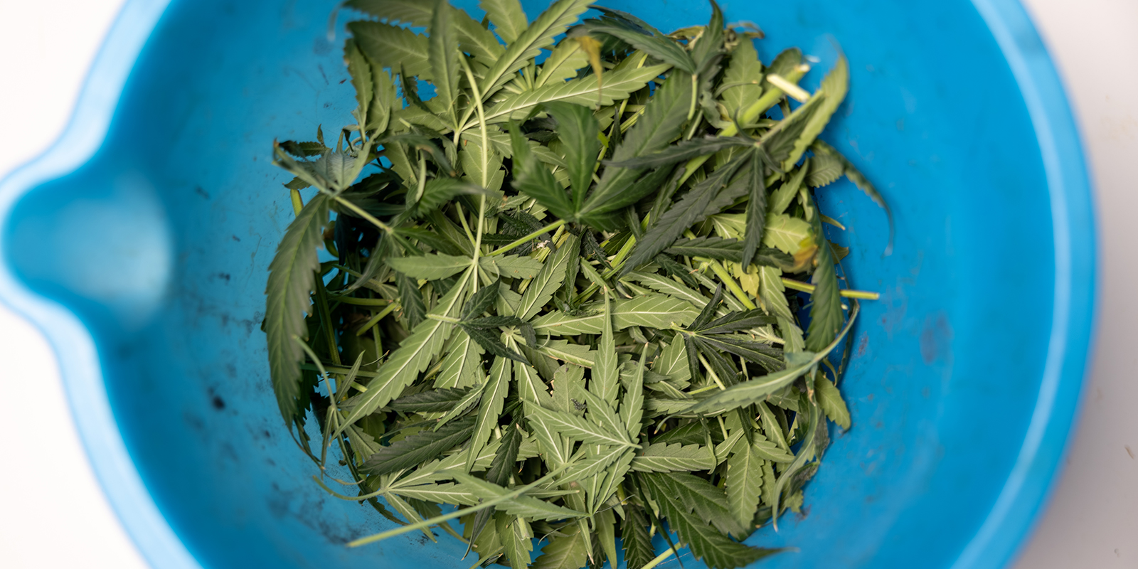 Najczęstsze błędy podczas defoliacji