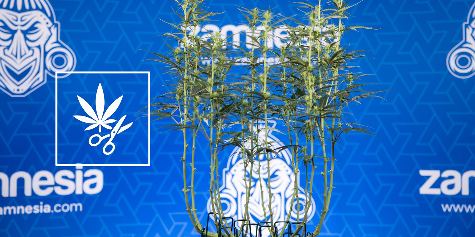 Jak defoliować rośliny marihuany (krok po kroku)