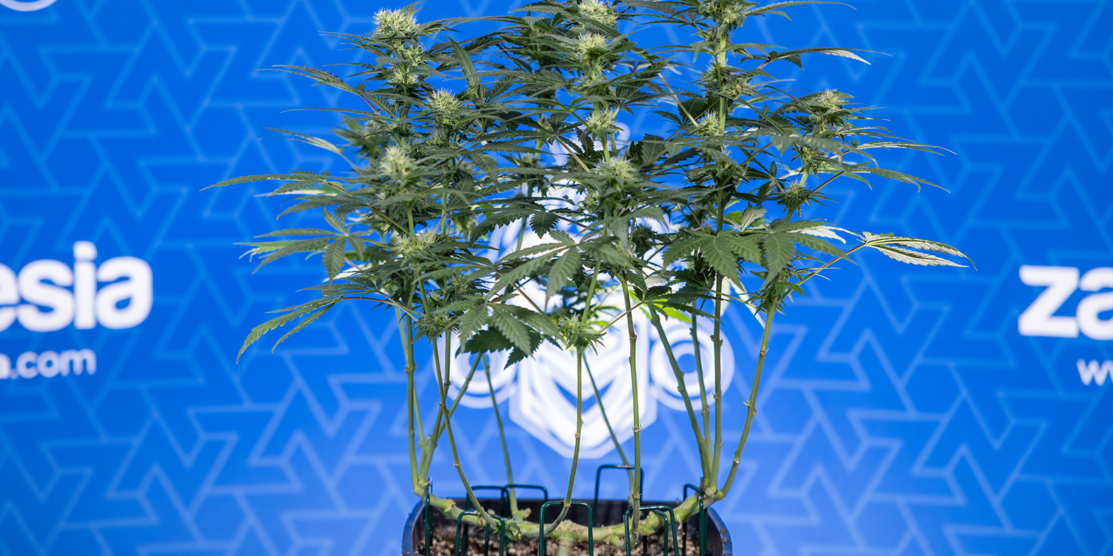 Mniej liści, więcej topów: do dzieła