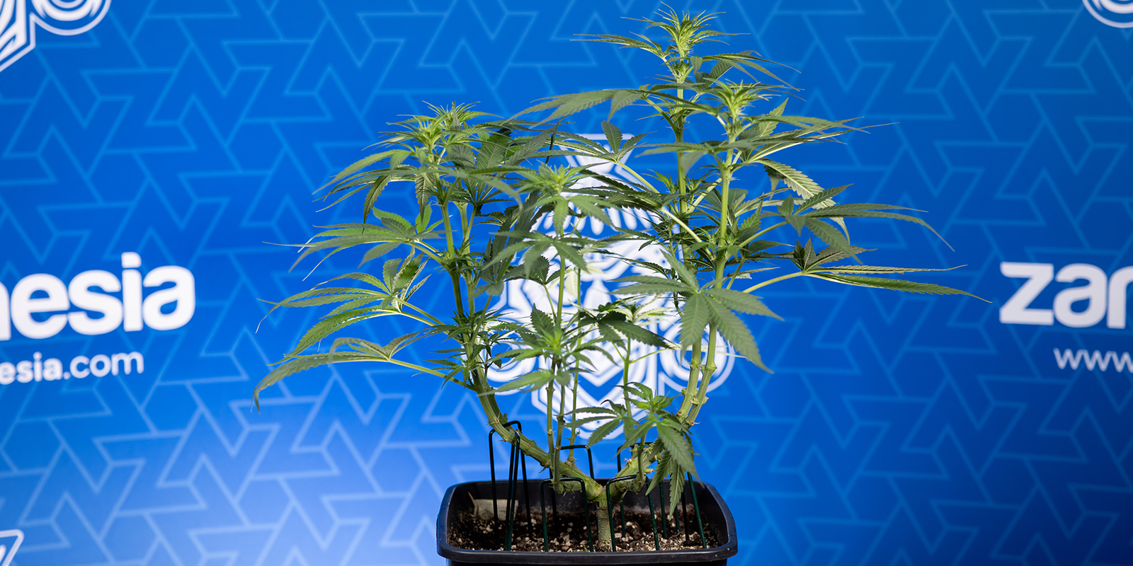 Pielęgnacja po defoliacji