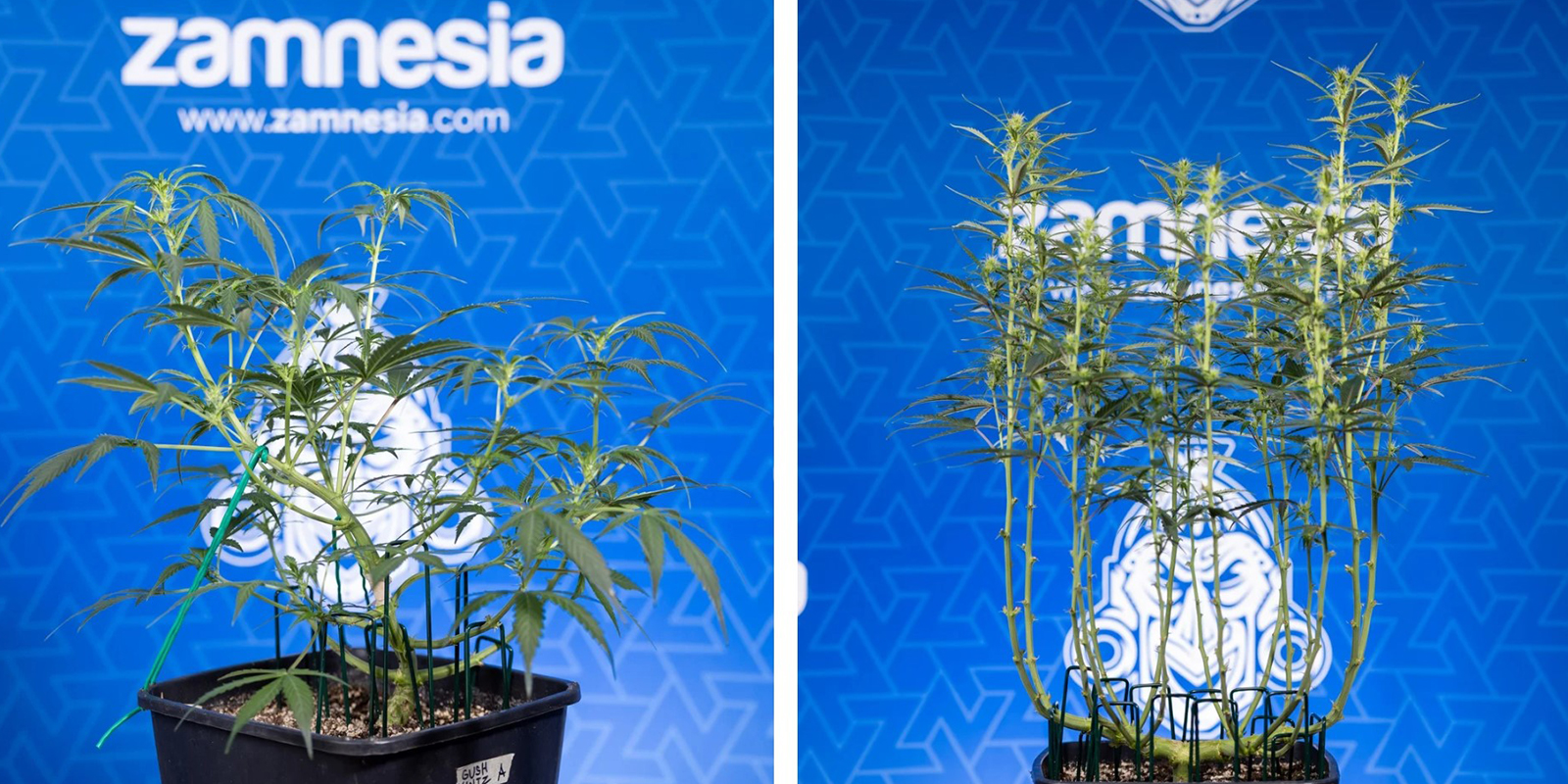 Kiedy przycinać liście?