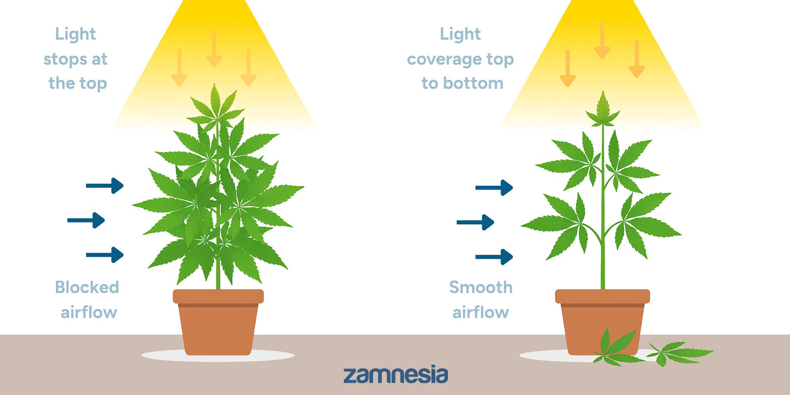 Why defoliate cannabis?