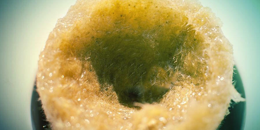 Uprawa marihuany w wełnie mineralnej: przygotowanie