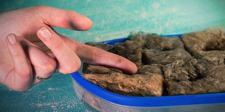 Uprawa marihuany w wełnie mineralnej: kiełkowanie