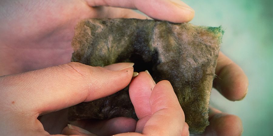 UPRAWA KONOPI W WEŁNIE MINERALNEJ