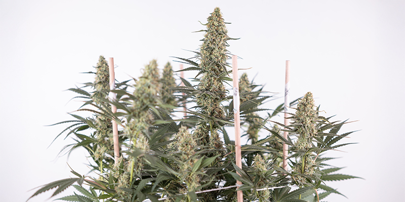 Frequently asked questions about growing autoflowers