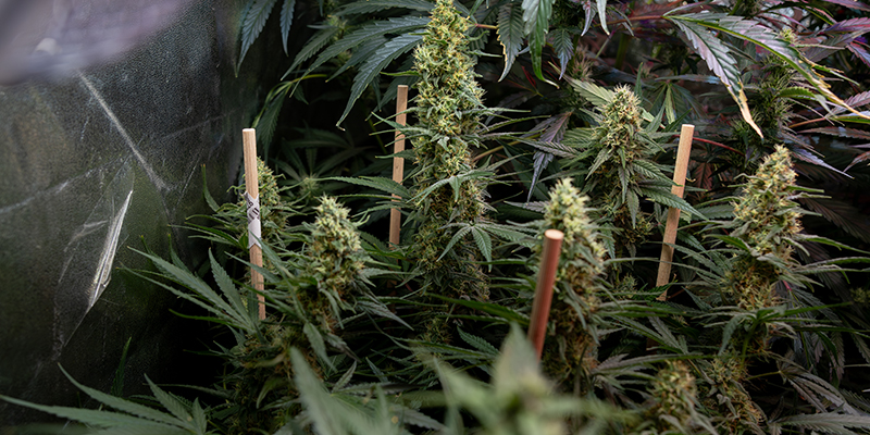 Uprawa autoflower&oacute;w: co je wyr&oacute;żnia (szybki przegląd)