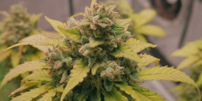 Uprawa automatów — dziecinnie prosta Uprawa automatów — dziecinnie prosta