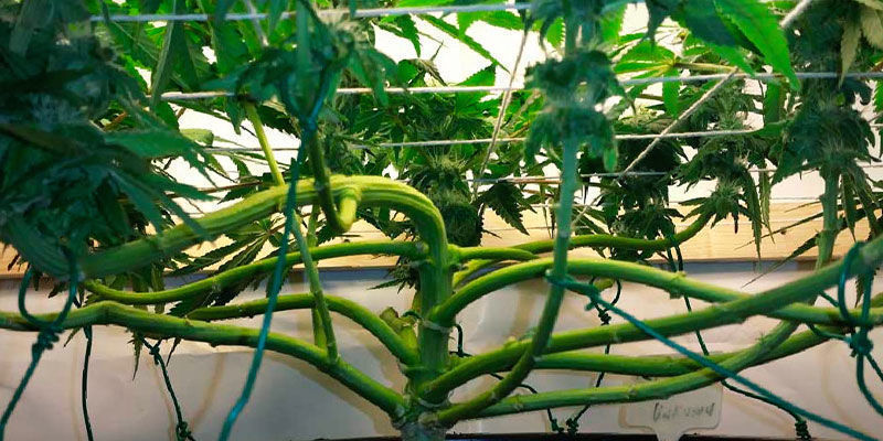 Techniki treningu Techniki treningu