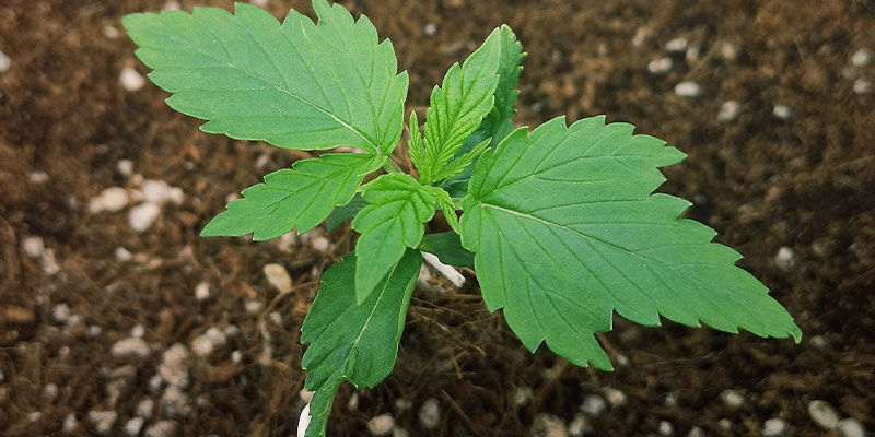 Faza wzrostu wegetatywnego