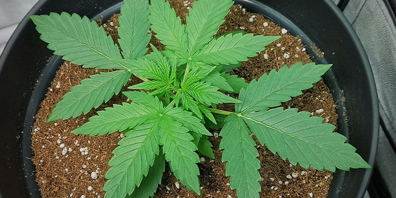 Faza wzrostu wegetatywnego