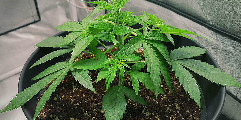 Faza wzrostu wegetatywnego