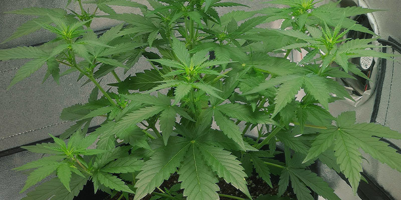 Faza wzrostu wegetatywnego