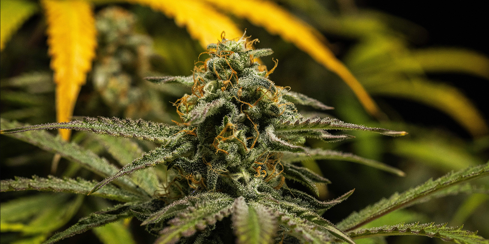 Ostatnie wskaz&oacute;wki dotyczące nawożenia konopi autoflowering