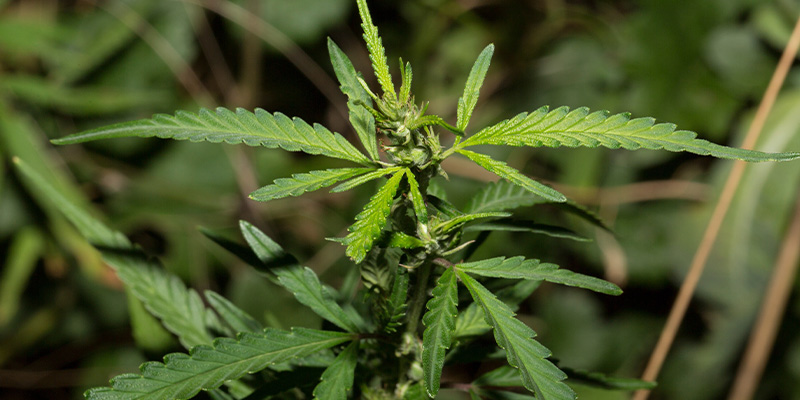 Cechy wzrostu ruderalis