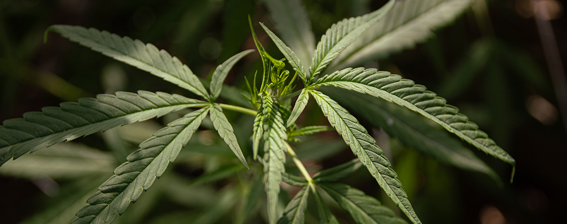 Czym jest cannabis ruderalis? 