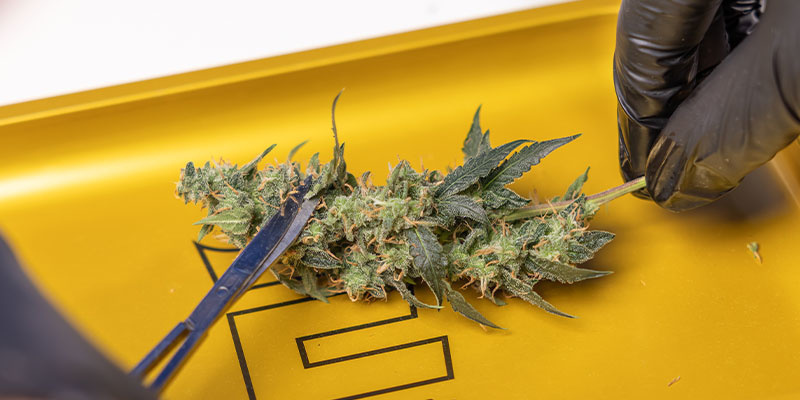 Krok 2: Przytnij topy