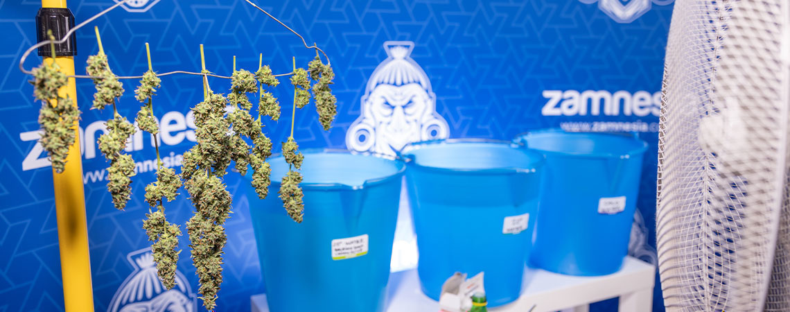 Bud washing: What is it and why should you do it? 