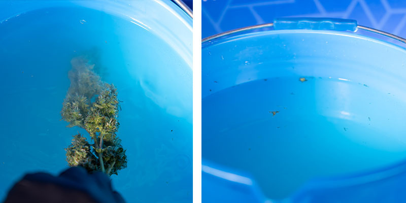 Krok 6: Ostateczne płukanie w wiadrze nr 3