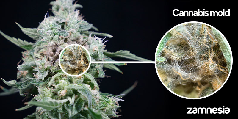 Mycie spleśniałych topów: instrukcja krok po kroku