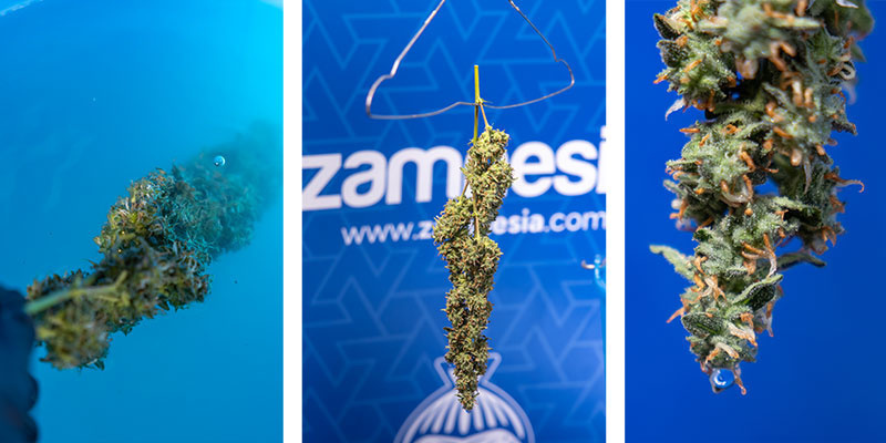 Instrukcja krok po kroku: metoda mycia pleśni