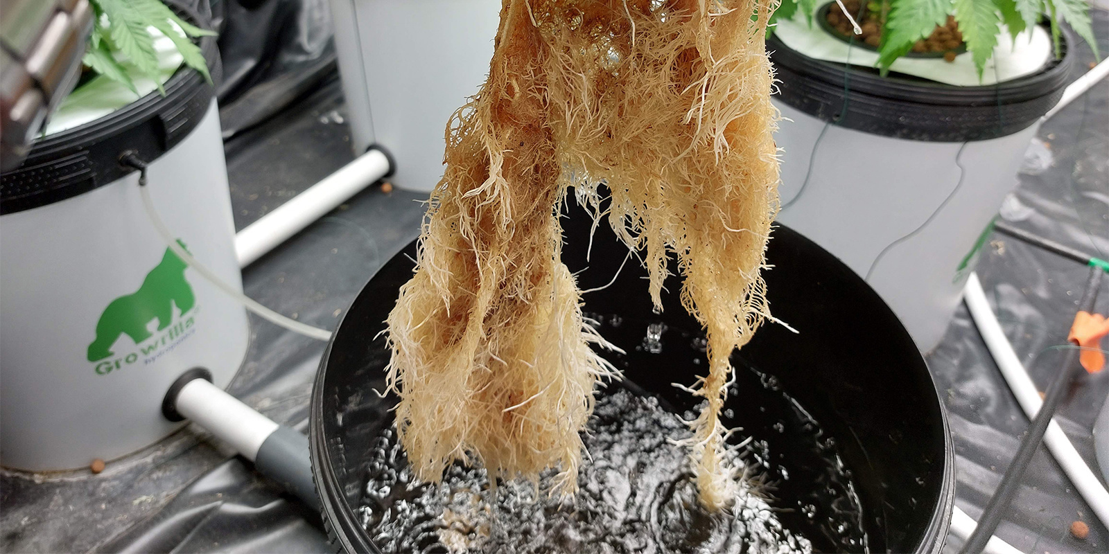 Jak rozpoznać zgniliznę korzeni u roślin konopi