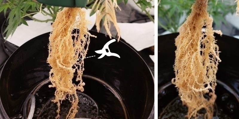 Usuń porażone korzenie