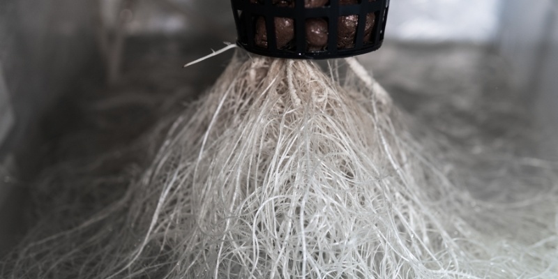 Satysfakcjonujące zbiory bez zgnilizny korzeni