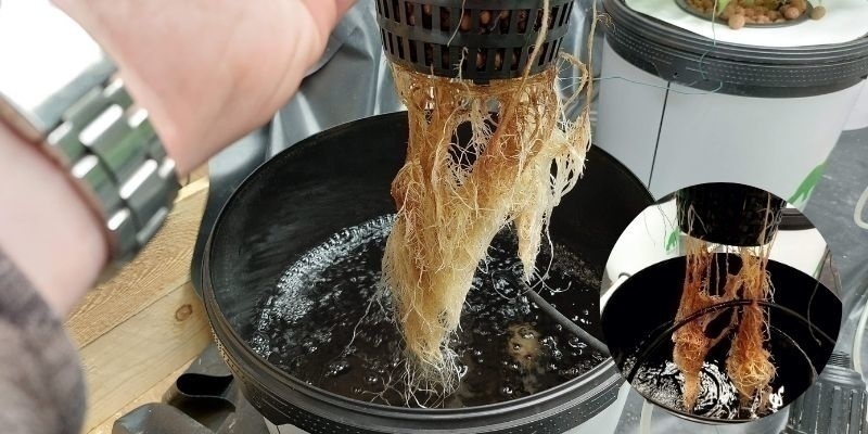 Root rot in hydroponics