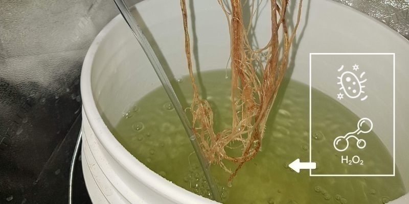 Zastosuj H₂O₂ lub pożyteczne bakterie