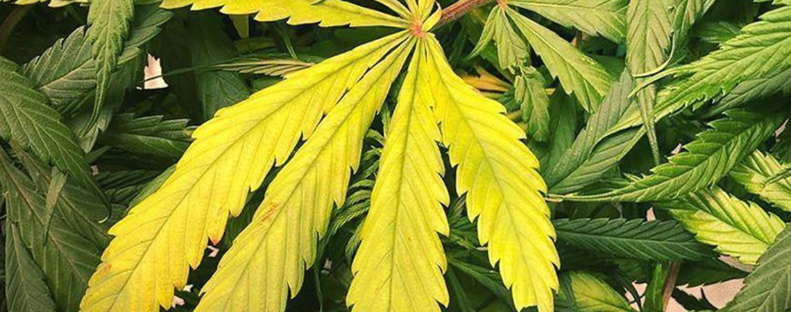 Niedobór azotu u roślin marihuany Nitrogen deficiency in cannabis plants
