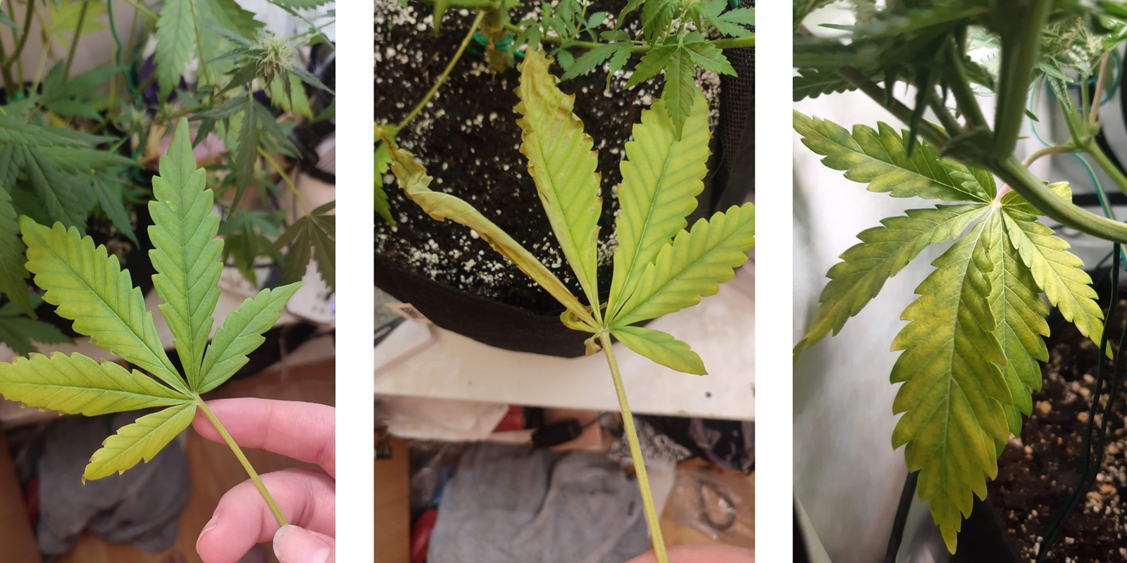 Wczesne objawy niedoboru azotu Wczesne objawy niedoboru azotu