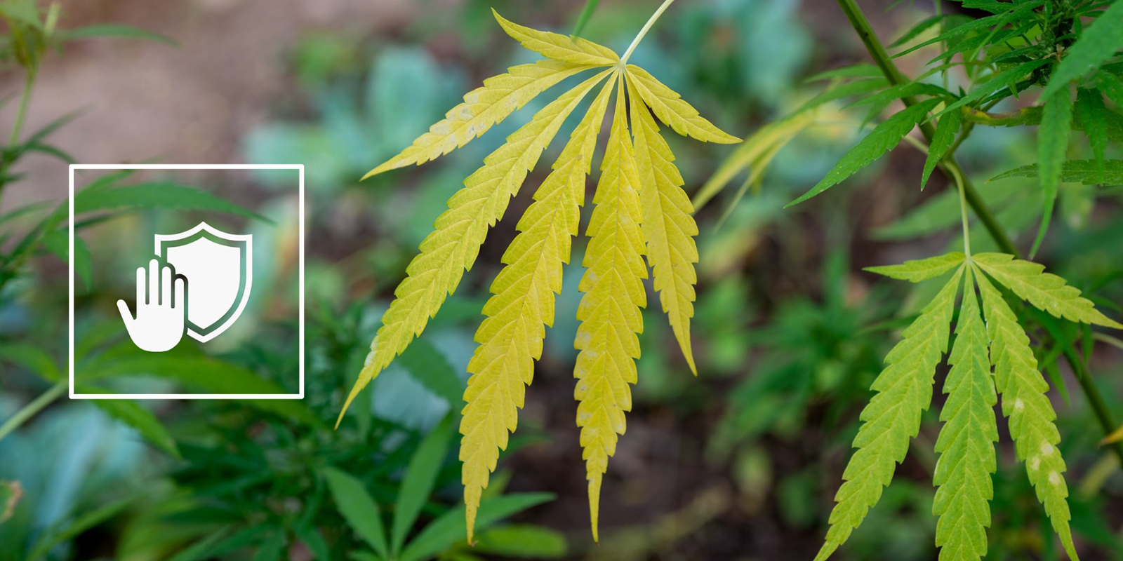 Zapobieganie przyszłym niedoborom azotu Zapobieganie przyszłym niedoborom azotu