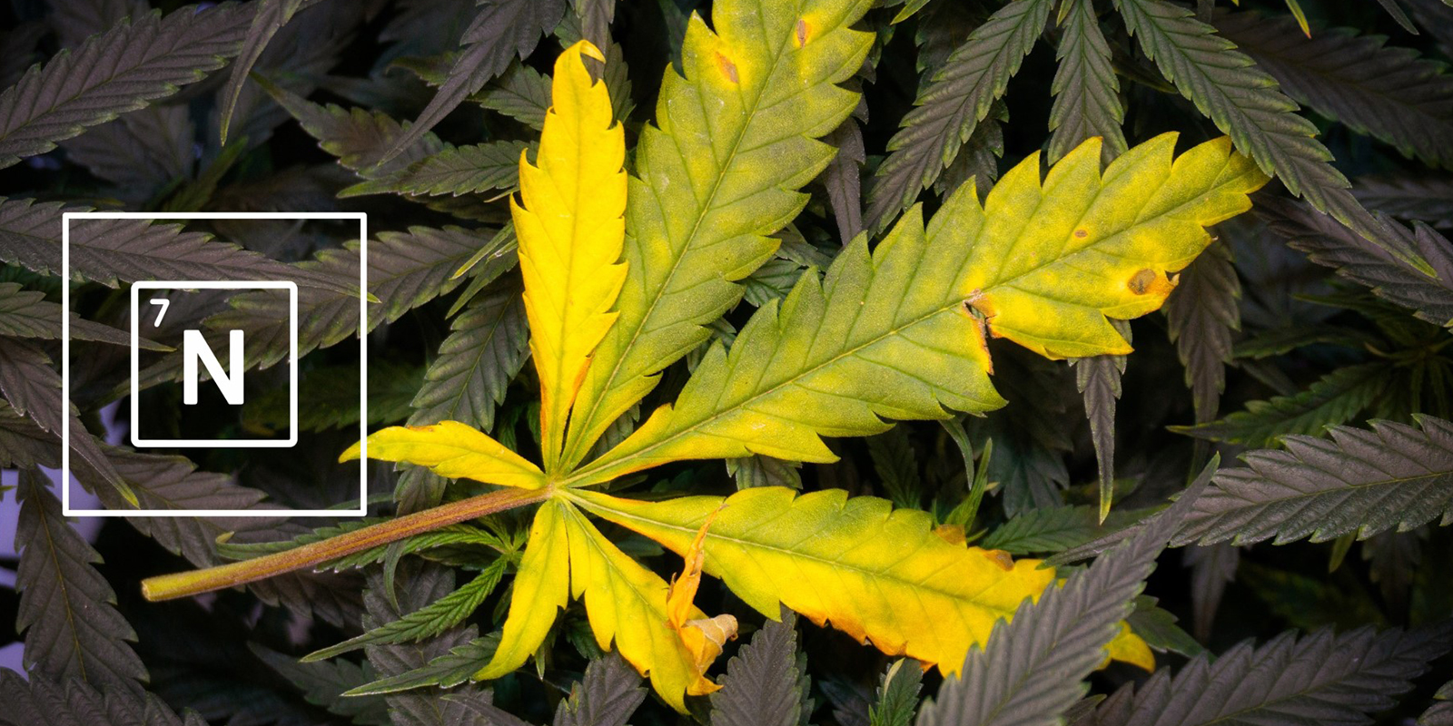 Czym jest azot i dlaczego jest ważny? Czym jest azot i dlaczego jest ważny?