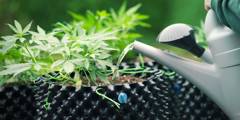 Jak zapobiegać toksyczności azotu Jak zapobiegać toksyczności azotu