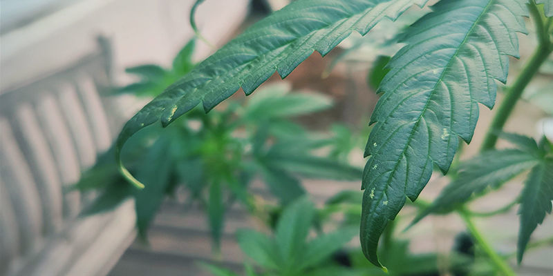 Jak rozpoznać toksyczność azotu Jak rozpoznać toksyczność azotu