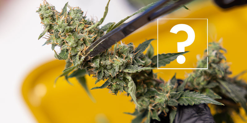 Czy wciąż mogę wykorzystać porażone rośliny lub topy?