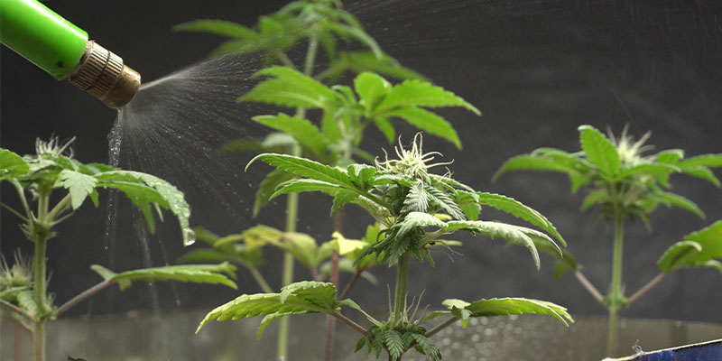 Oprysk dolistny dla szybkiego wchłaniania