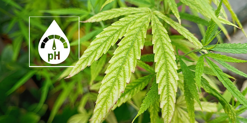 Jak potwierdzić, że to niedobór magnezu