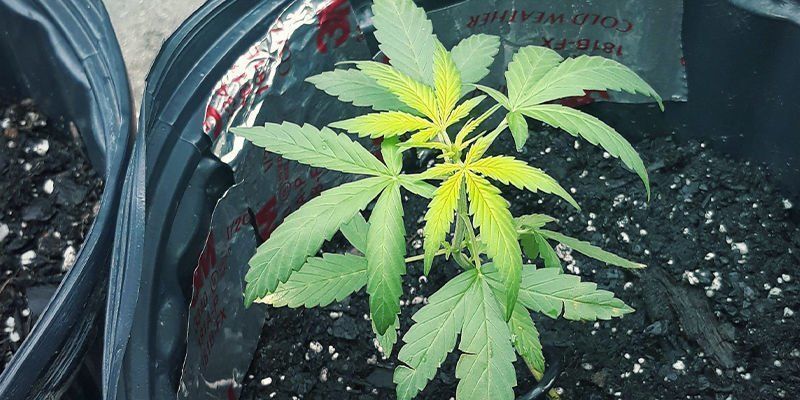 Jak rozpoznać niedobór siarki