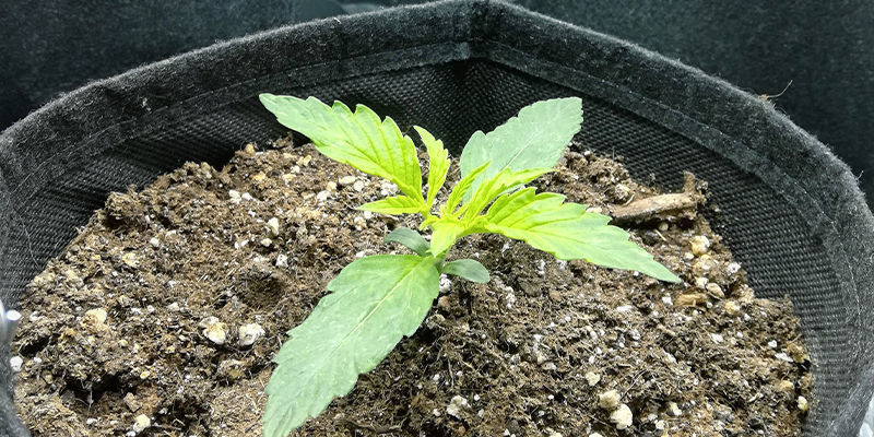 Czy niedobór siarki naprawdę jest taki zły?