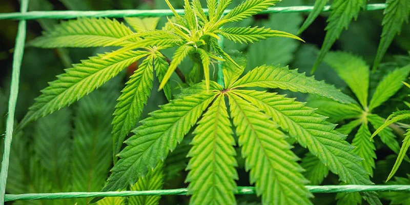 Co powoduje niedobór siarki?