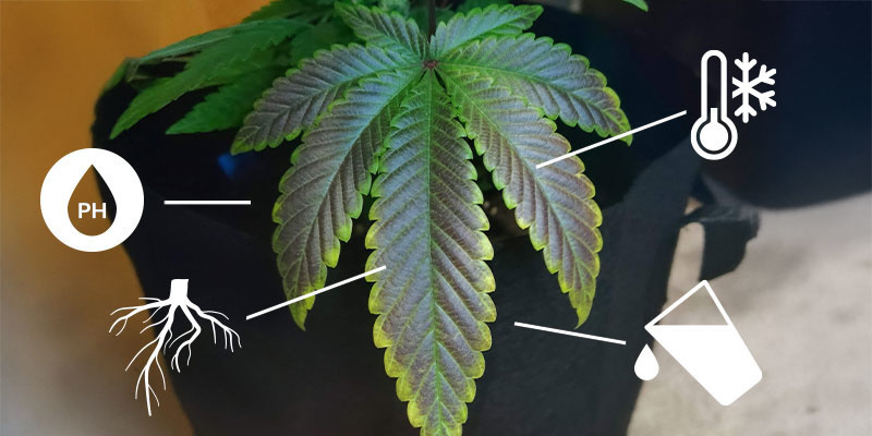 Przyczyny niedoboru fosforu