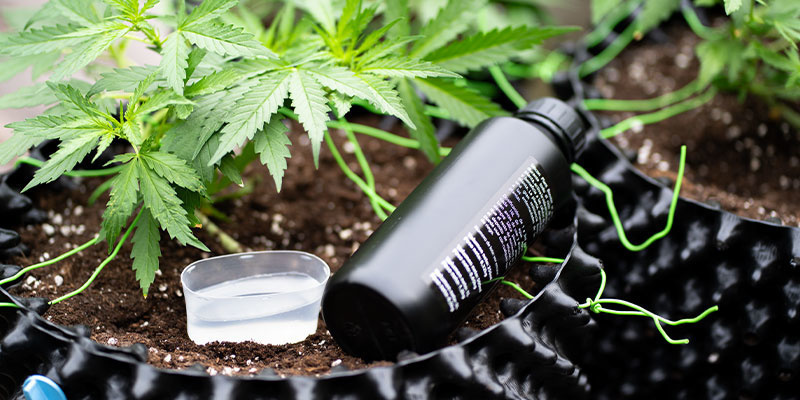 Jak naprawić niedobór fosforu w marihuanie