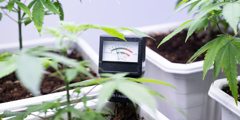 Fosfor: kluczowy makroskładnik