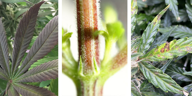 Oznaki niedoboru fosforu w konopiach