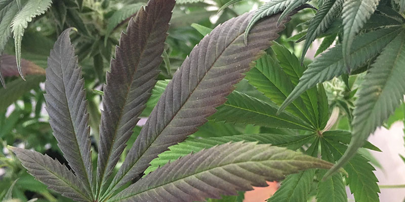 Oznaki niedoboru fosforu w konopiach